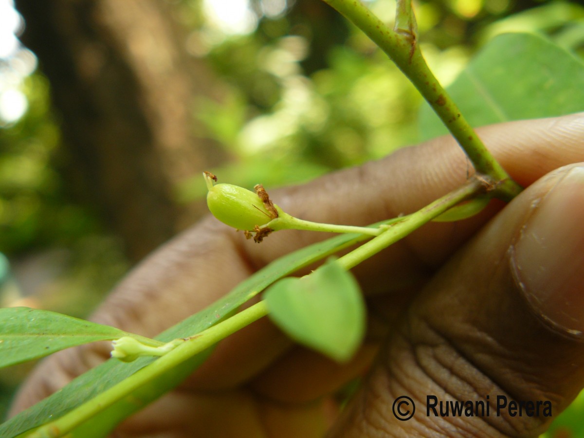 Erythroxylum novogranatense (D.Morris) Hieron.